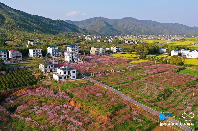 江西横峰:灿若云霞映乡村 桃源盛景入画来