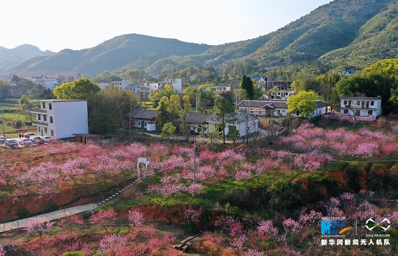 近日,江西省横峰县司铺村桃花争相绽放,粉色的桃花与秀美乡村交相