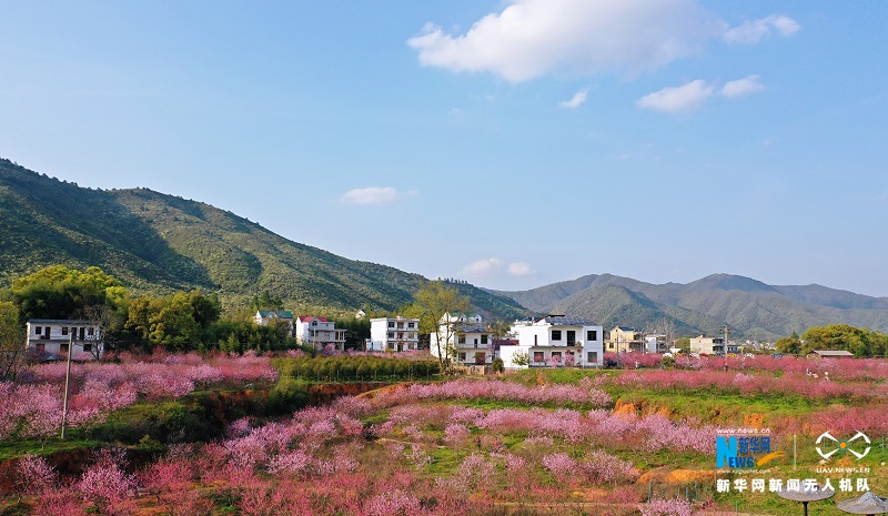 江西横峰:灿若云霞映乡村 桃源盛景入画来