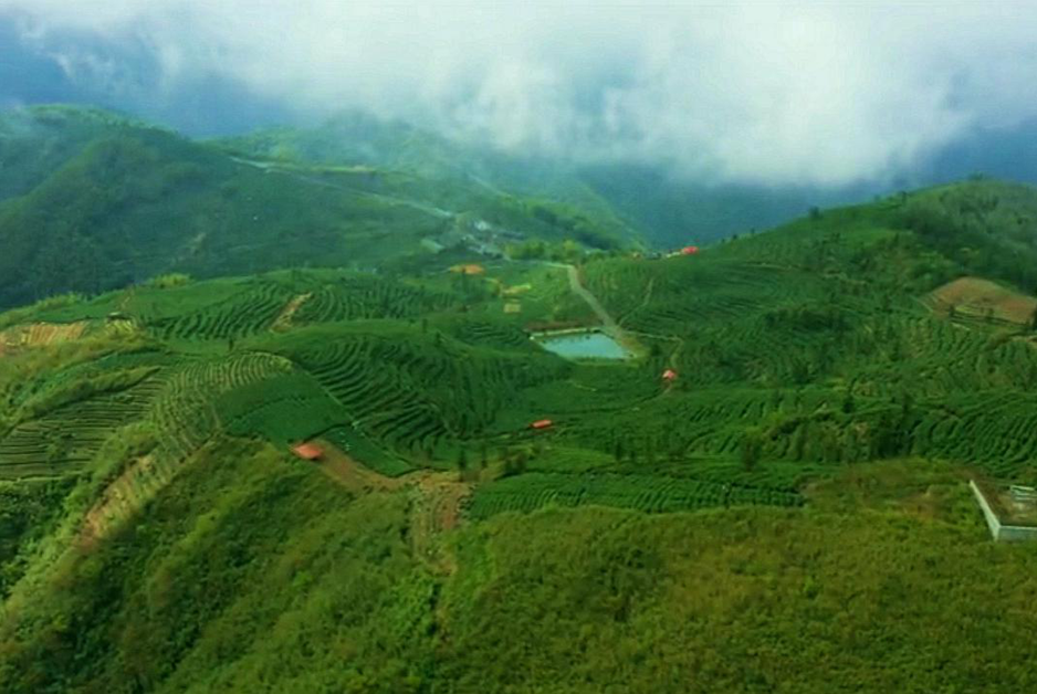 杭州富陽安頂山：茶園染新綠 暖陽迎客來