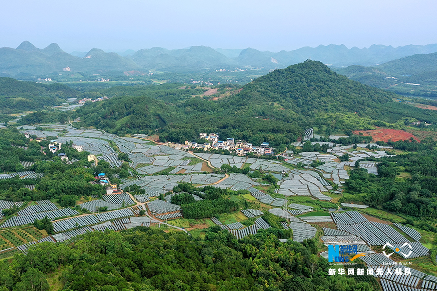 飞阅中国毛竹山村的葡萄熟啦