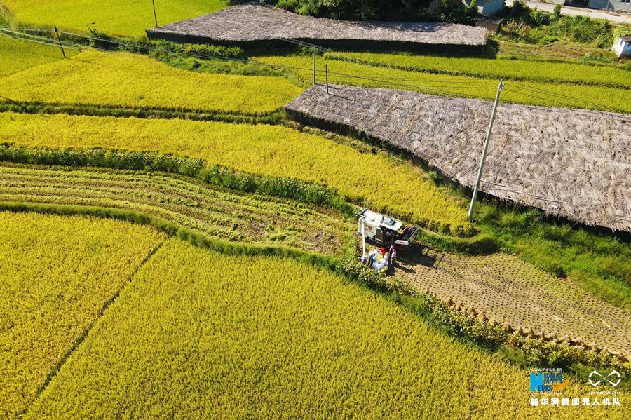 在安徽省安庆市岳西县中关镇中关村,村民们在收割水稻.