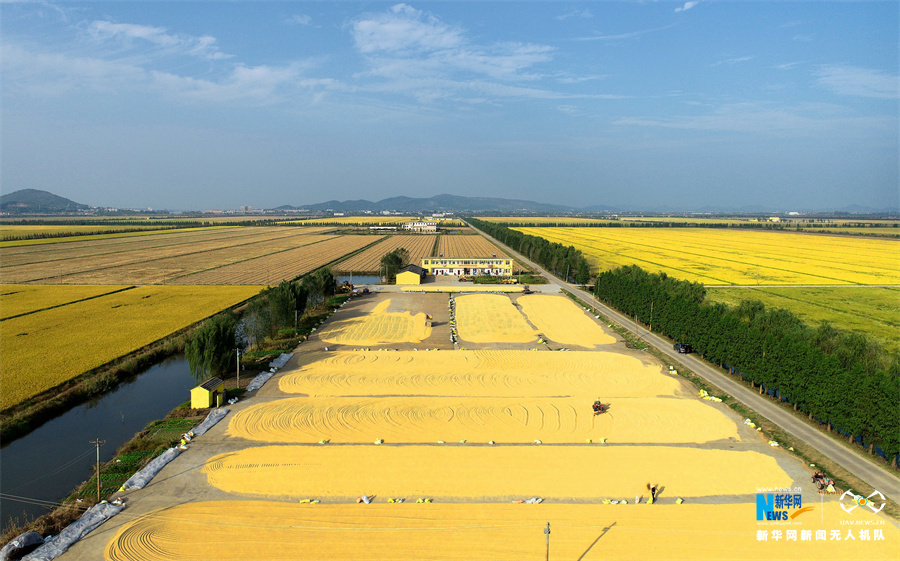 10月23日,在安徽省合肥市庐江县白湖东大圩农场,农户驾驶机械翻晒丰收